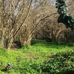 bosque-2